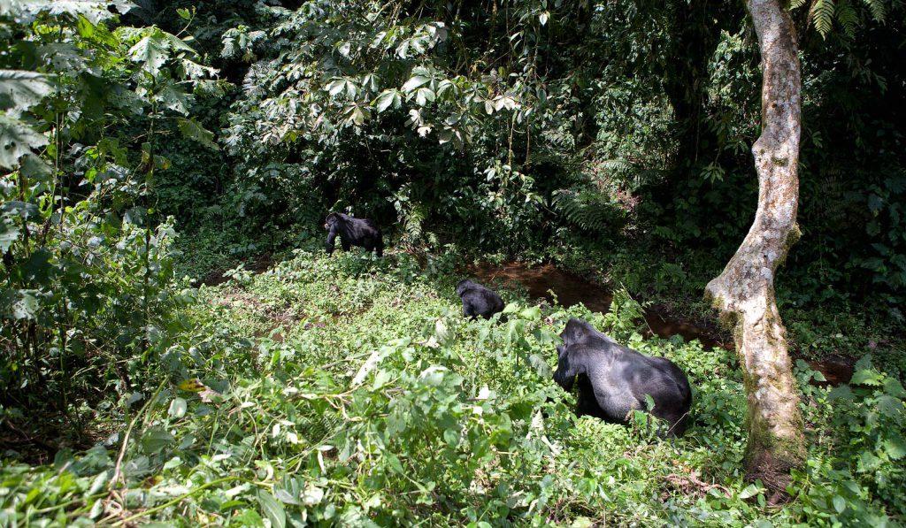 Uganda gorilla trekking