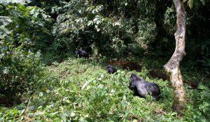 Masai Mara and Gorilla Tracking tour