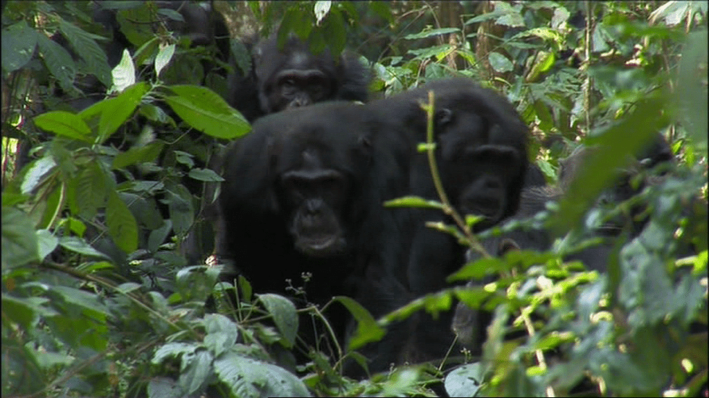 Chimpanzee tracking in Kibale forest