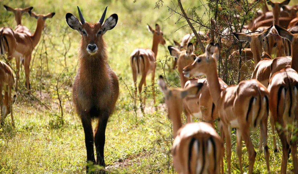 3 Days Lake Mburo safari