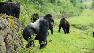 3 days Rwanda Gorilla tracking safari