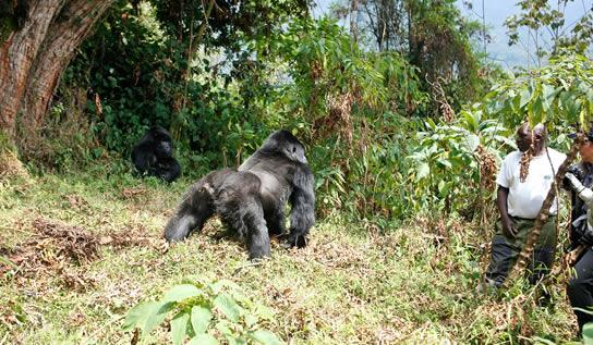 gorilla trekking tour Uganda