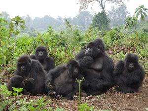5 Days gorilla and wildlife safari