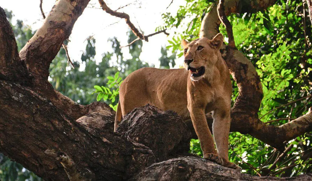 Lion Safari in Uganda Africa