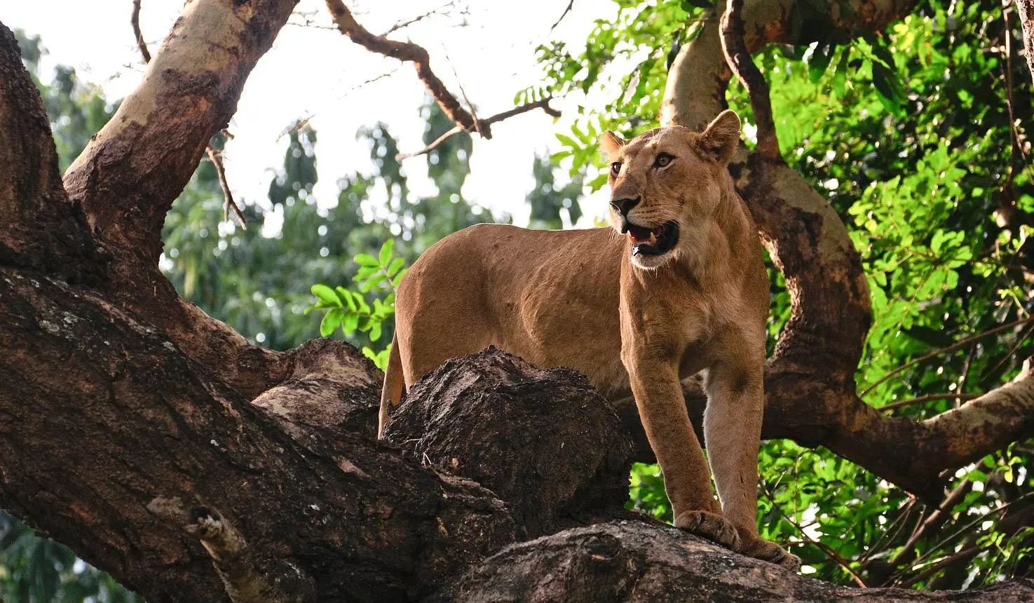 Lion Safari Uganda Africa