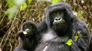 3 Days Mgahinga Gorilla Trekking