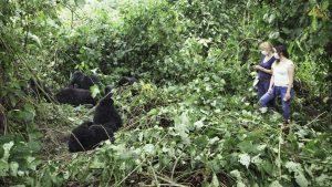 3 days mountain gorilla tracking tour