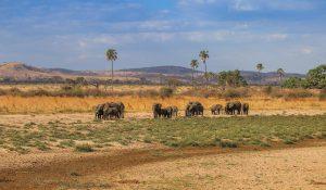 7 Days Tanzania safari
