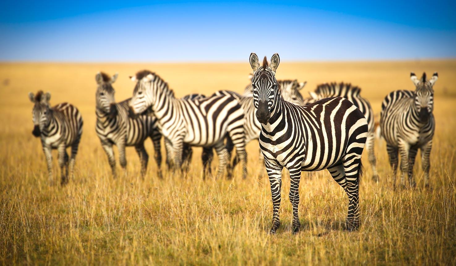 7 Days Masai Mara Wildlife Safari - Steady Safaris Limited