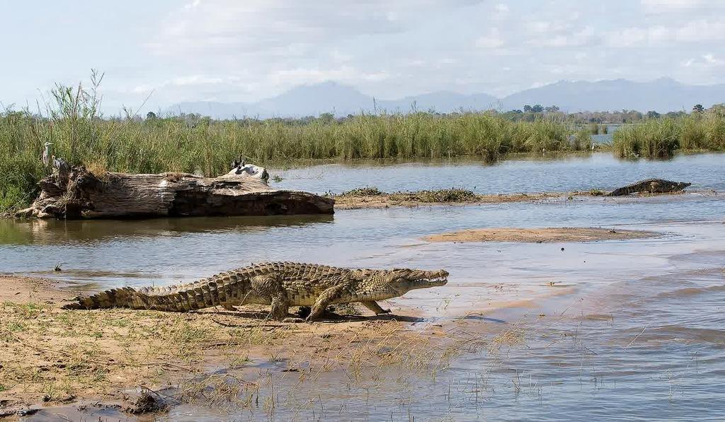 Visit Murchison falls national park in Uganda on a tour