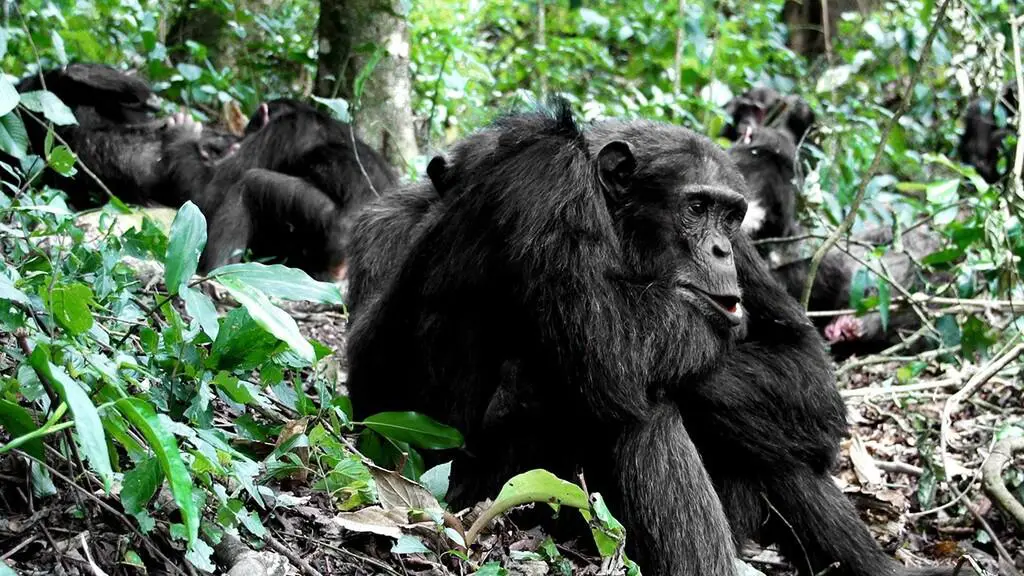 chimpanzee tracking