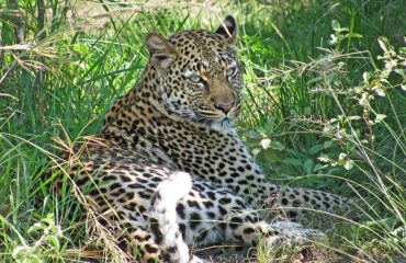 leopard-qenp leopard