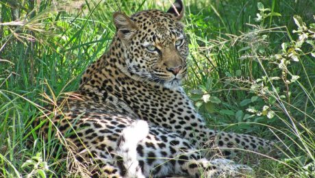 leopard-qenp leopard