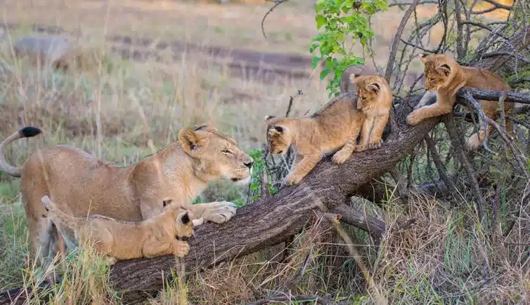 lions of Uganda