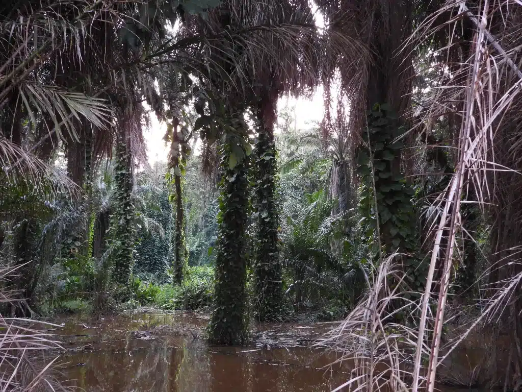 Entebbe Botanical Garden