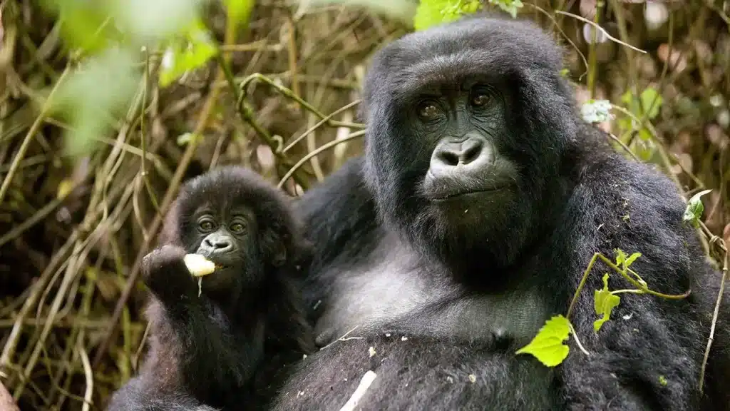 3 Days Rwanda gorilla safari