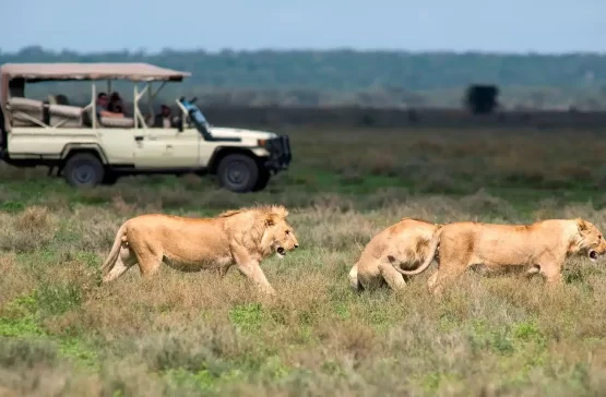 A Day on Safari