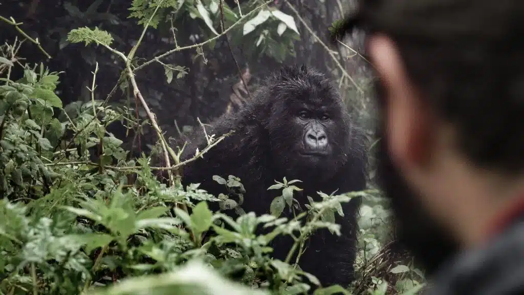 Uganda gorilla safaris