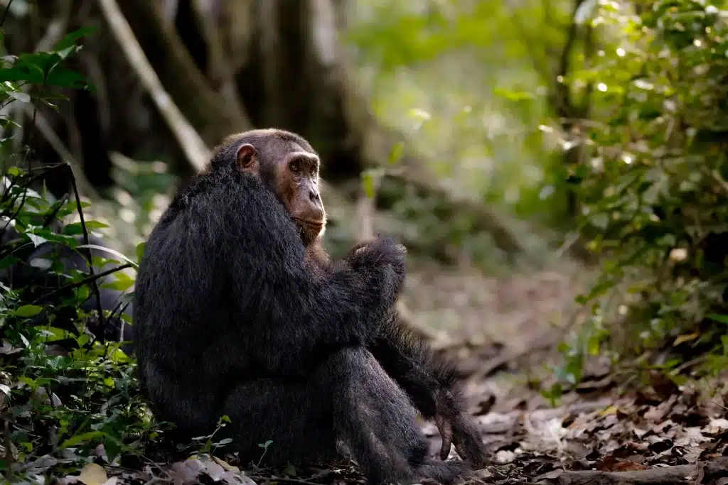 Chimpanzee tracking in Kyambura Gorge