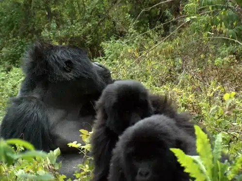 gorilla trekking