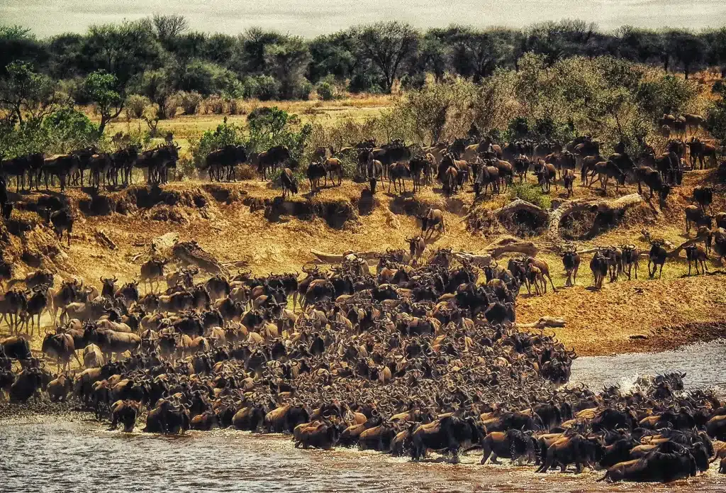 great migration africa