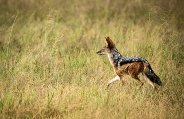 black-backed-jackal Black Backed Jackal