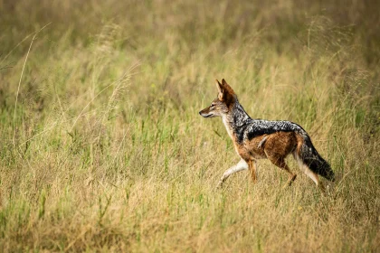 Black Backed Jackal