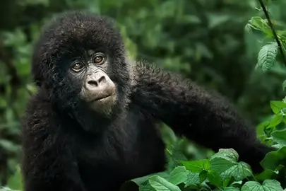 bab-gorilla.fw gorilla tracking uganda