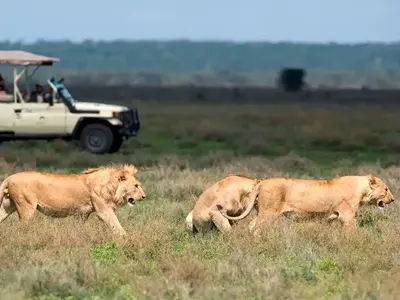 game-drive-serengeti.fw Uganda Safaris